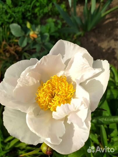 Пионы 4 сорта