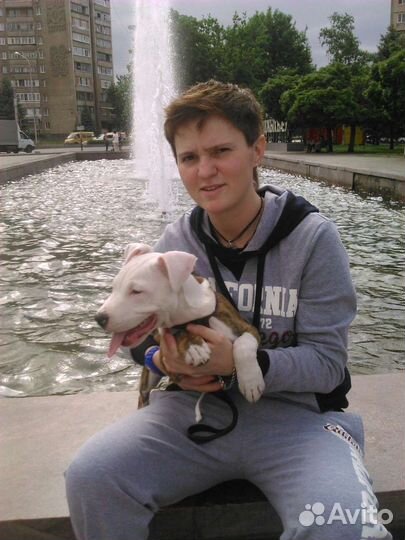 Передержка грызунов, выгул собак