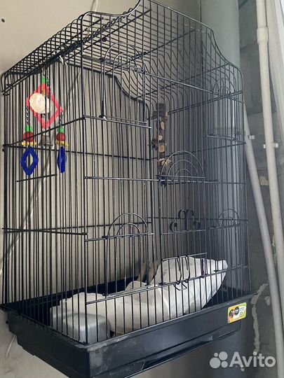Клетка для попугая корелла
