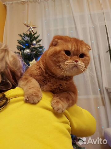 Шотландский кот вязка