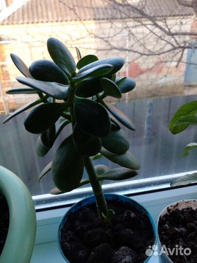 Красула толстянка(Денежное дерево)