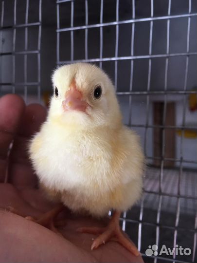 Цыплята бройлеры 