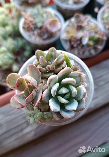 Суккуленты 5