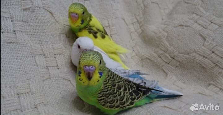 Попугаи домашнего разведения