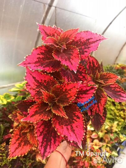 Колеусы вегетативные /2