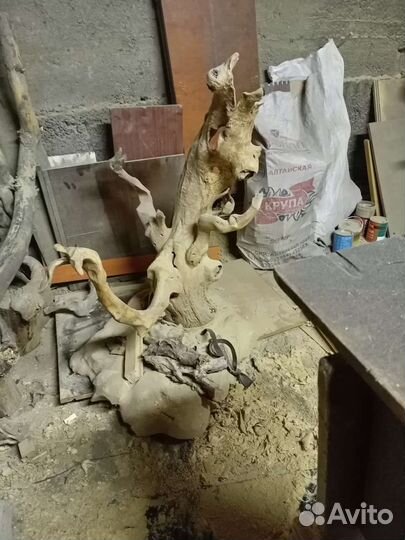 Коряги Горного Алтая для корнепластики