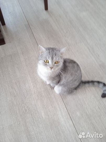 Пропали коты