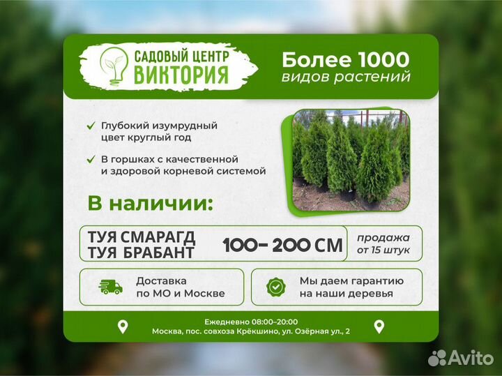 Саженцы Туя Смарагд 140-160 см с гарантией