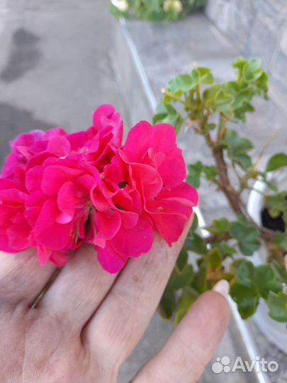 Герань пеларгония