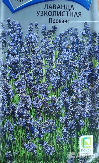 Лаванда узколистная Прованс