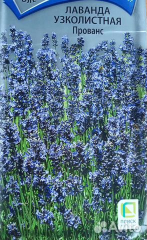 Лаванда узколистная Прованс