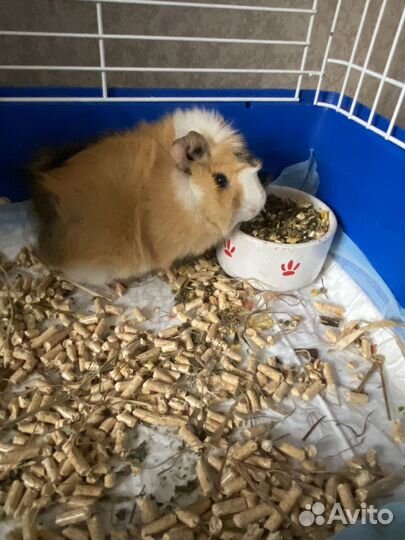 Морская свинка