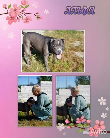 Собака в добрые руки