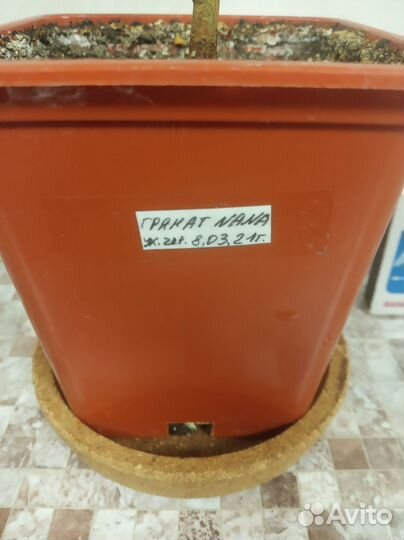 Гранат Нана