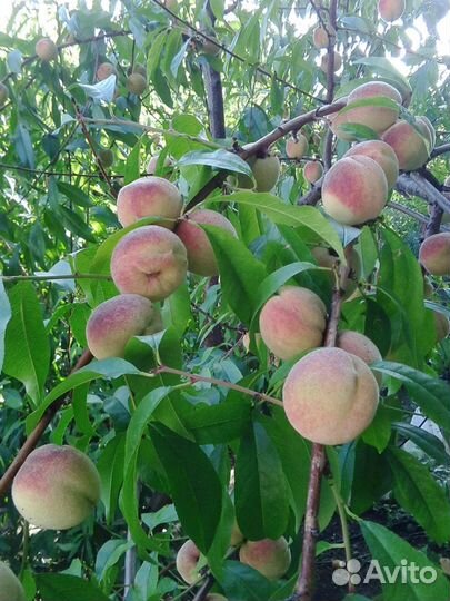 Саженец персика