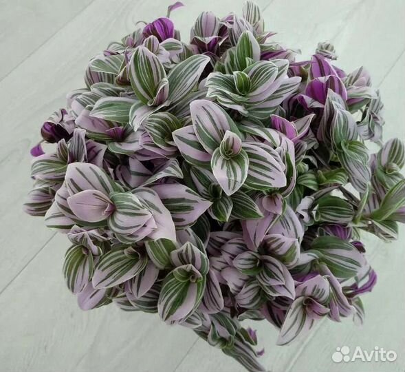 Традесканции