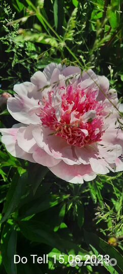 Пионы сортовые рассада саженцы корни Do Tell