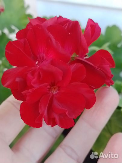 Пеларгония герань зональная