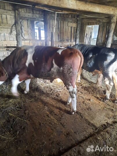 Быки на мясо и на племя