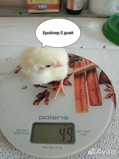 Цыплята Бройлер Кобб 500 импорт