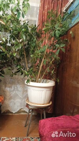 Комнатные растения цветы большие