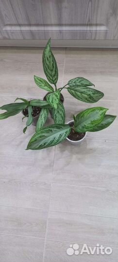 Комнатные растения