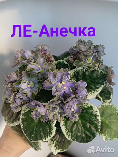 Лист фиалки, 10сортов