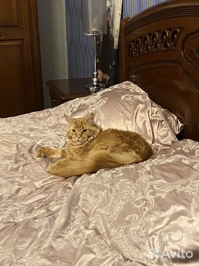 Кот мейн-кун вязка