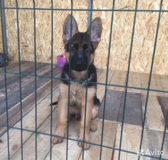 Изготовление вольера для собаки