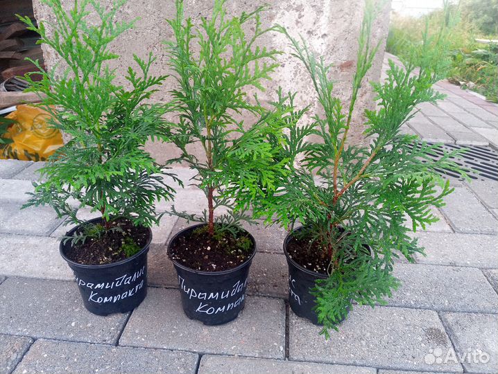 Саженцы туи и можжевельника в наличии