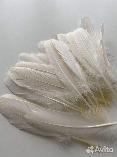 Перья гусиные, утиные (маховые). Перо птицы