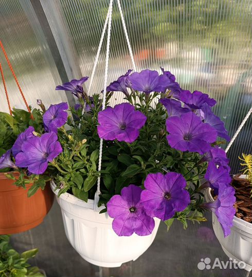 Рассада петунии