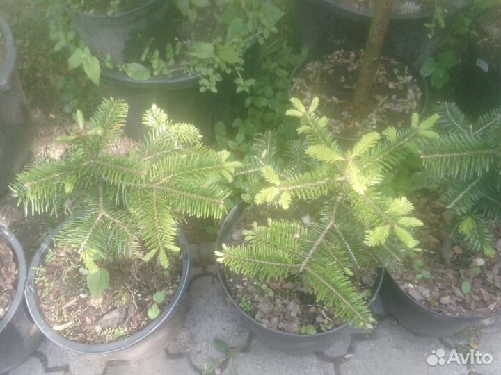 Пихта кавказская/нордмана