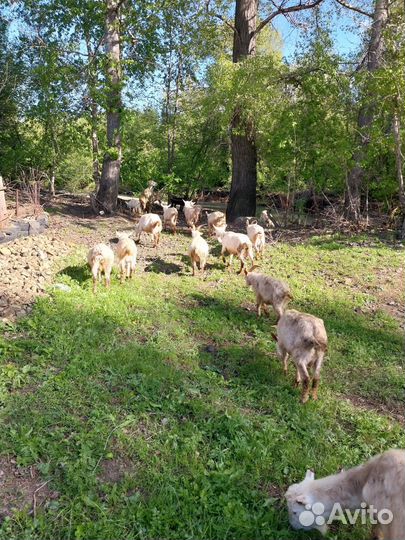 Зааненские козы дойные