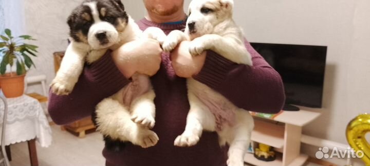 Щенки Алабая сао