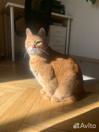 Дог ситтер, няня и передержка для собак и кошек