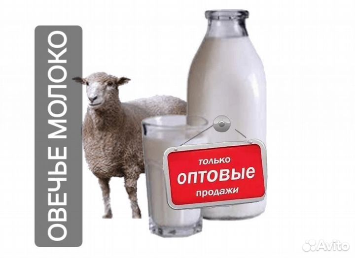 Овечье молоко