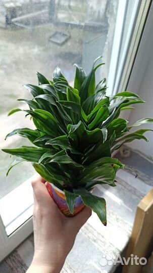 Драцена