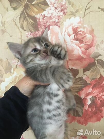 Кошечки в добрые руки