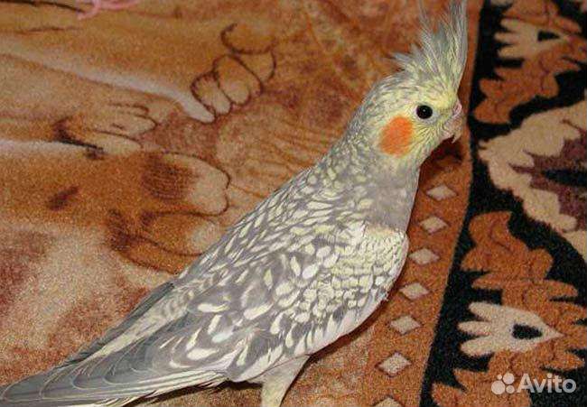 Жемчужные красавцы кареллы