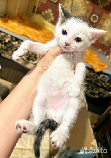 Котенок в дар