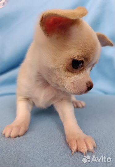 Чихуахушечка крем