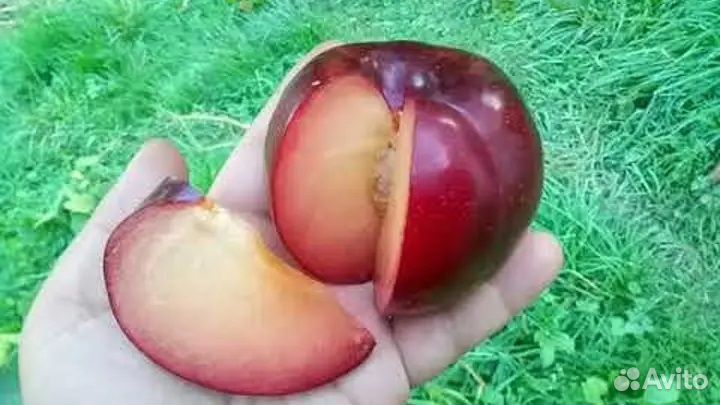 Слива Бербанк гигант на подвое Бест саженцы