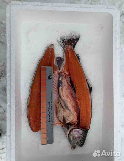 Форель рыба свежая красная