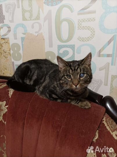 Котик Оскар в добрые руки. В дар