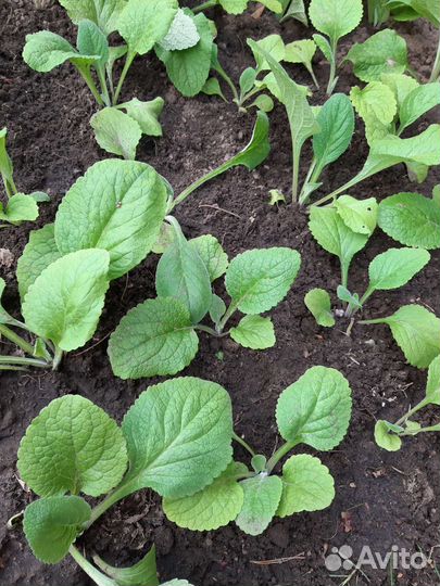 Наперстянка,рассада