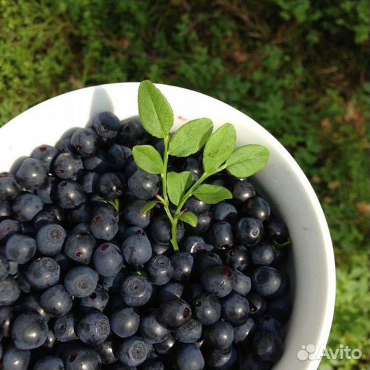Черника свежая