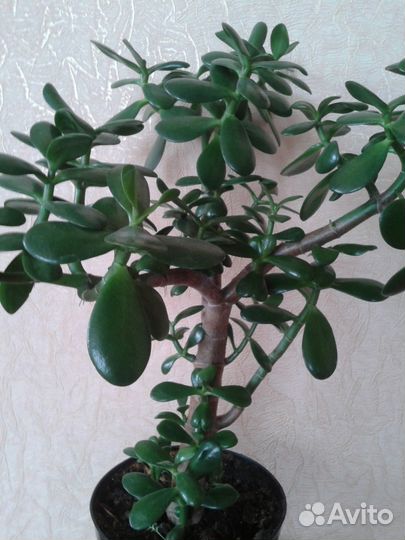 Толстянка(Денежное дерево)