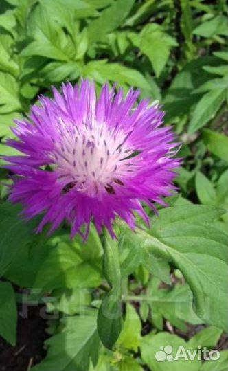 Растения для сада