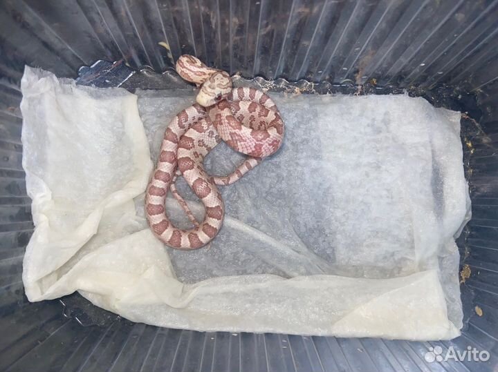 Маисовый полоз